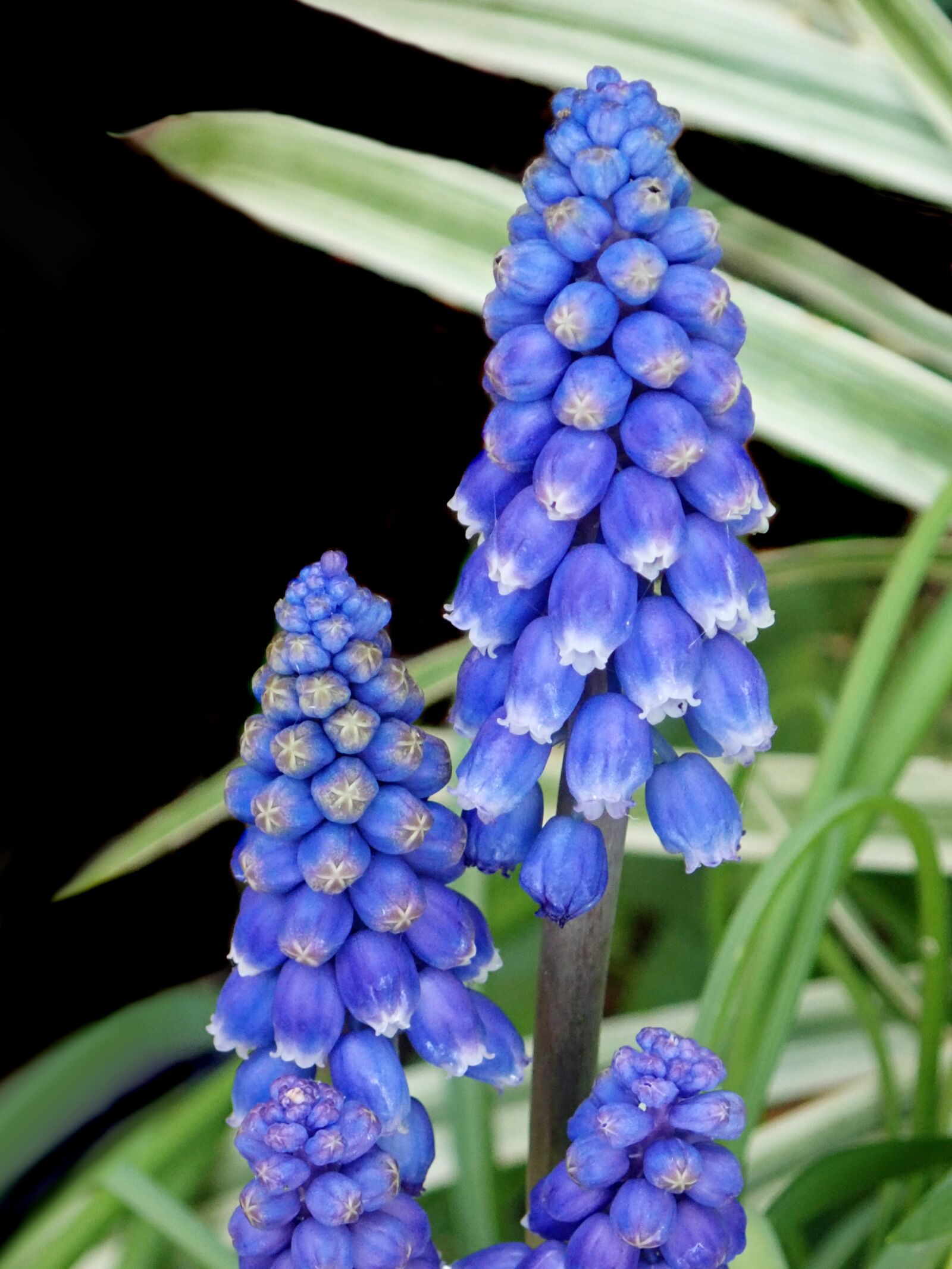 Olympus TG-5 sample photo. Hyacinths, blue, bulbs photography