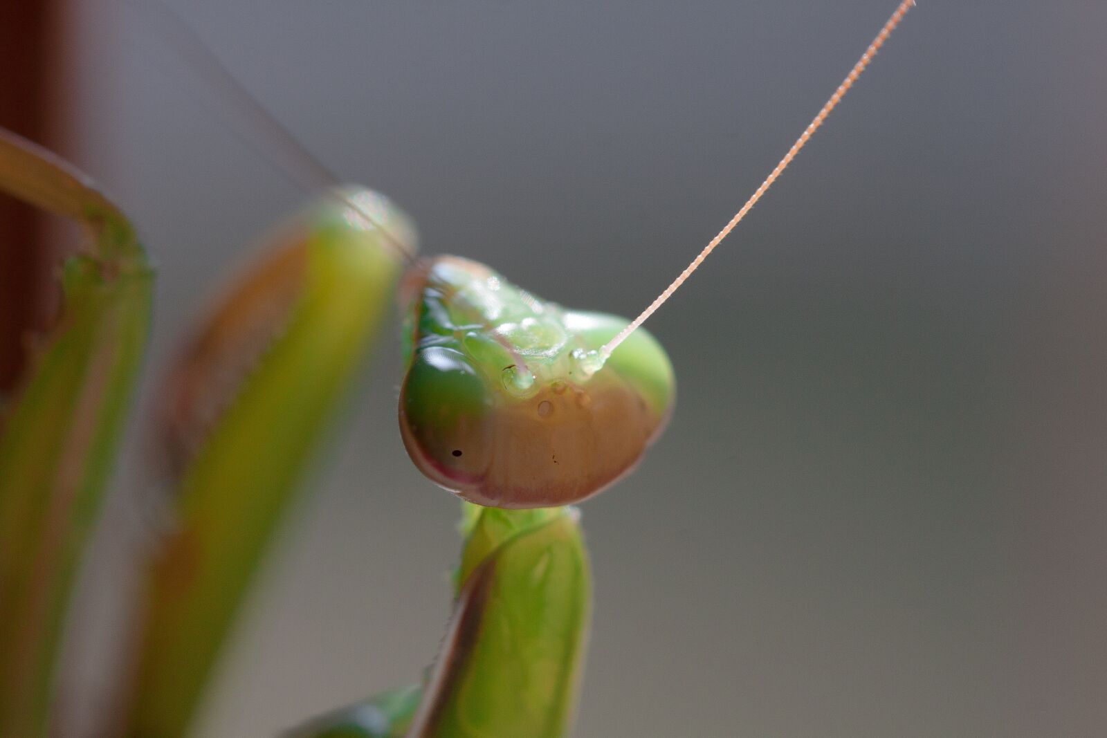 Canon EOS 50D sample photo. Praying mantis, insect, macro photography