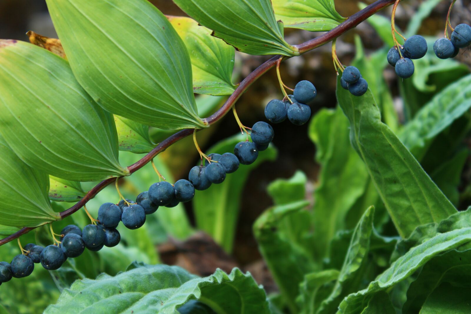 Canon EOS 700D (EOS Rebel T5i / EOS Kiss X7i) sample photo. Berry, blue, plant photography