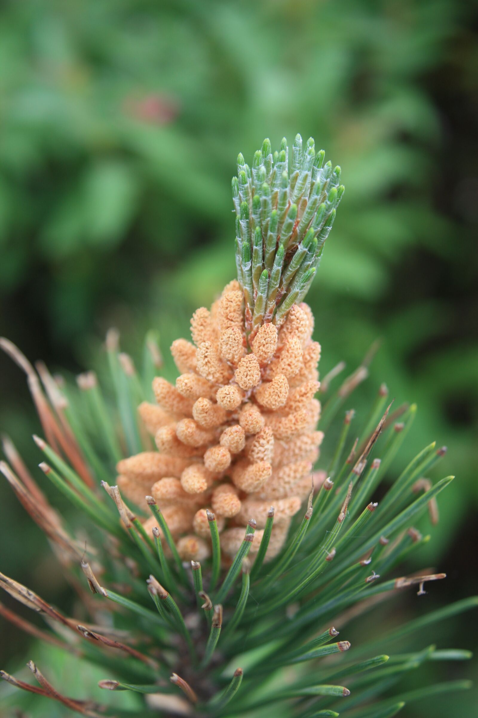 Canon EOS 450D (EOS Rebel XSi / EOS Kiss X2) sample photo. Pine, conifer, pine cones photography