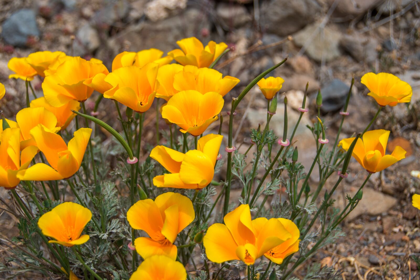 Nikon D5500 sample photo. Flowers, yellow, nature photography