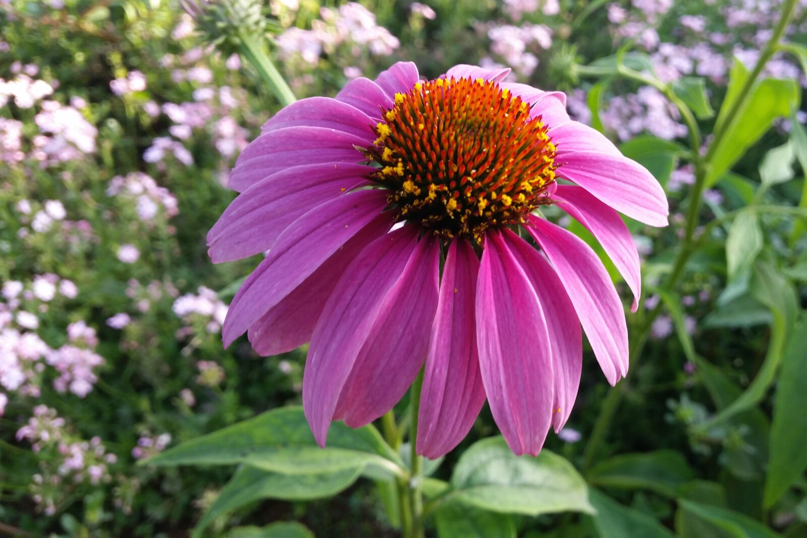Samsung Galaxy S5 sample photo. Flower, pink, garden photography