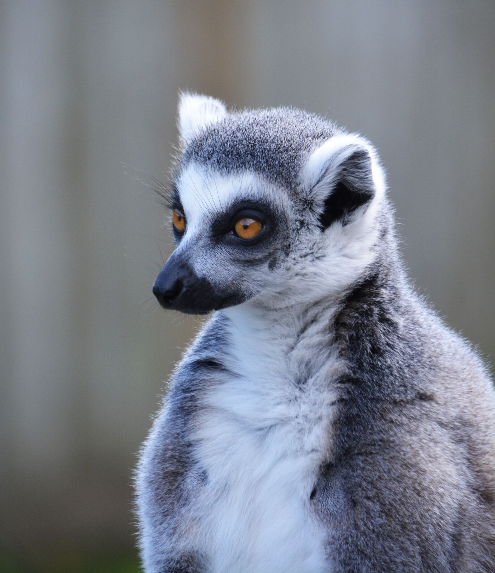 Nikon D5200 sample photo. Lemur, ring tailed lemur photography