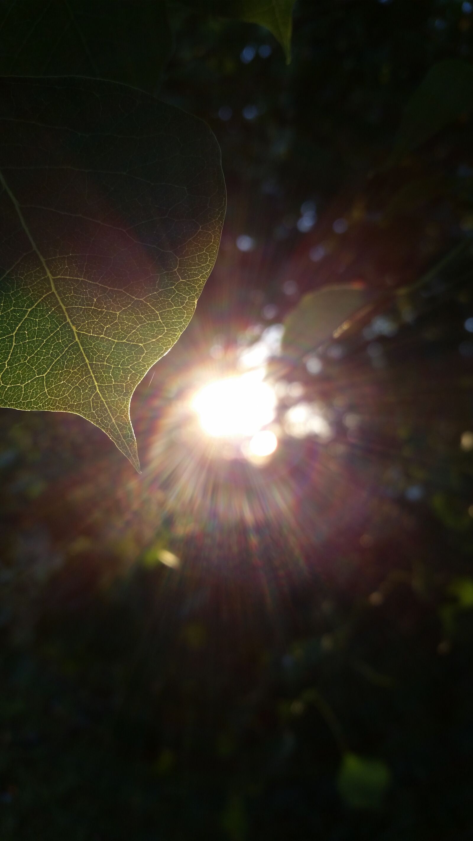 Samsung Galaxy S5 sample photo. Leaf, light, nature, sun photography