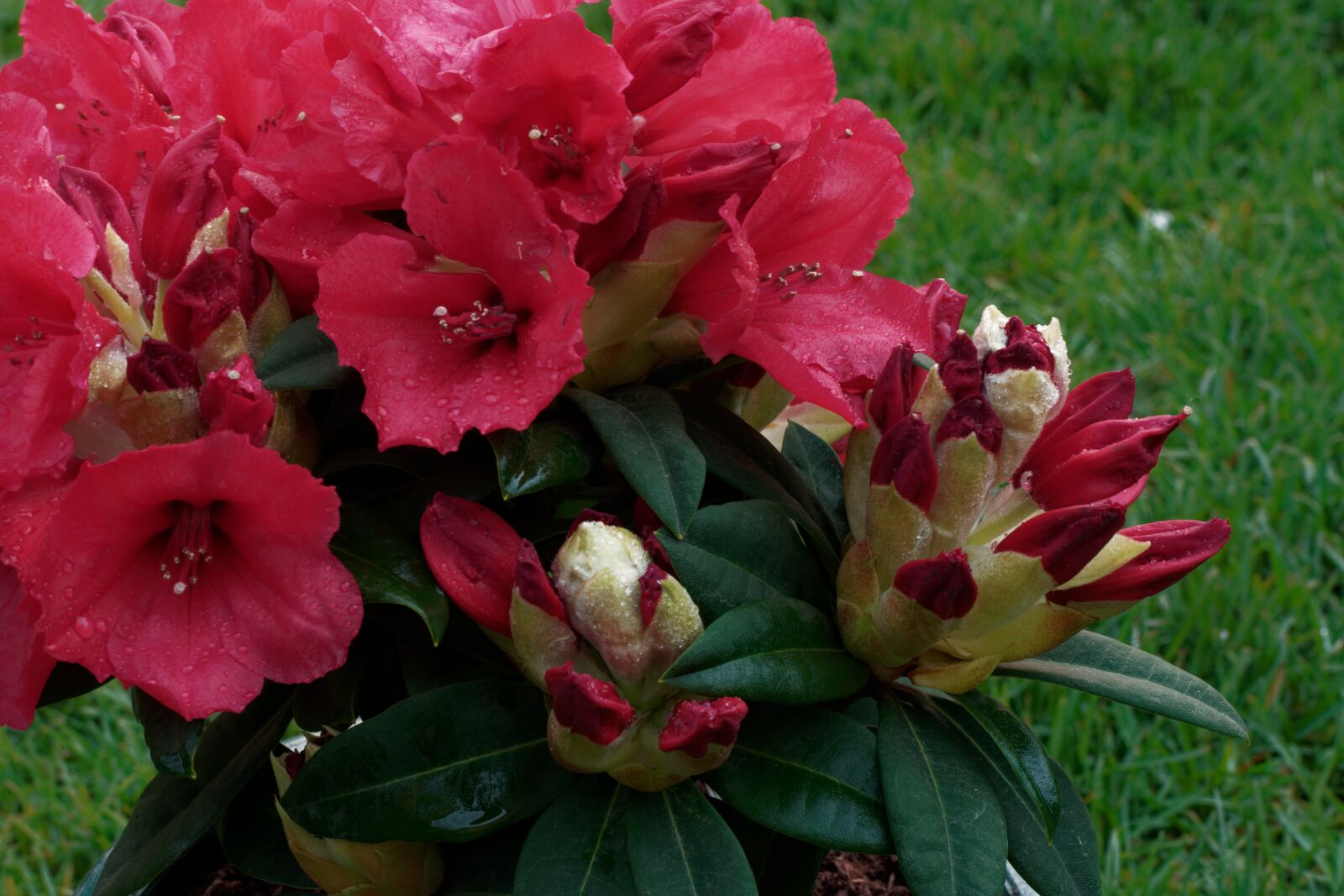 Samsung NX500 sample photo. Rhododendron, flowers, bloom photography
