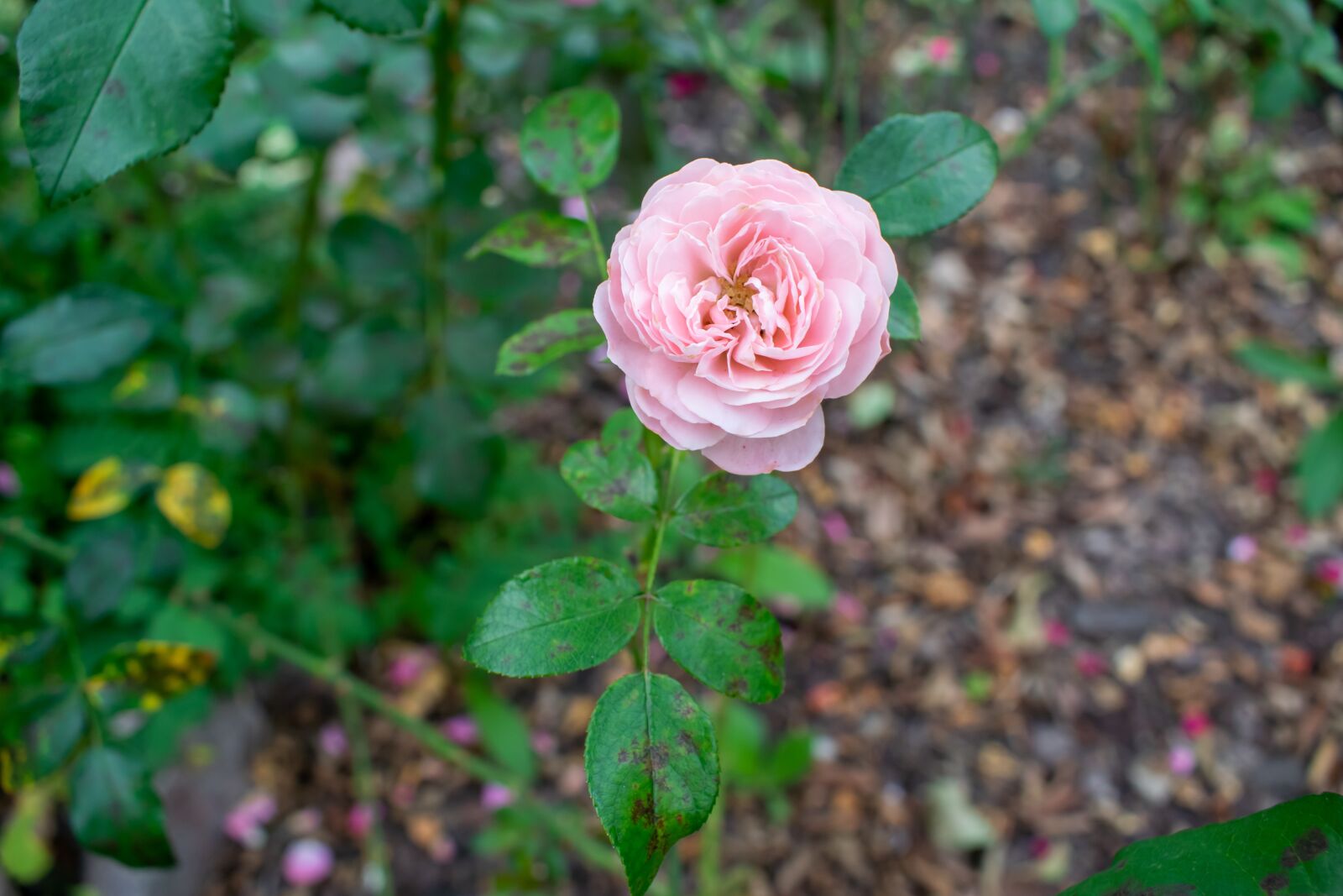 Nikon D5300 sample photo. Shrub rose, pink rose photography