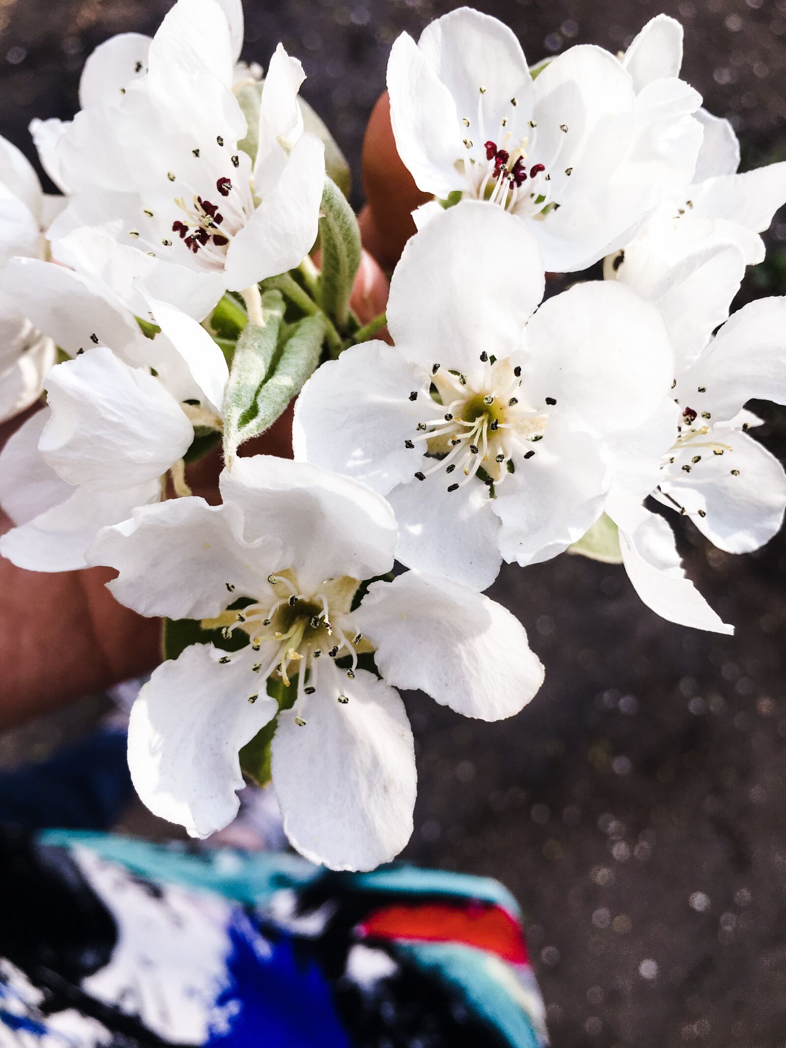 Apple iPhone 6s sample photo. Flower, summer, spring photography