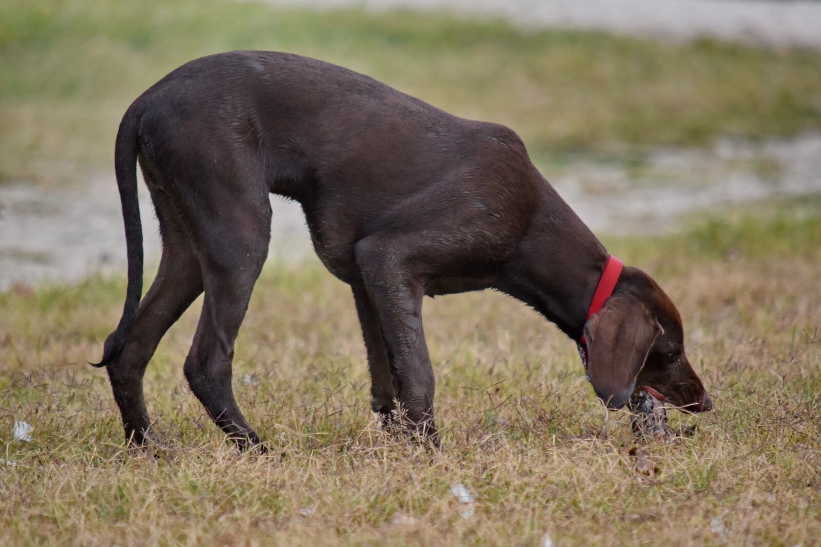 Nikon D5500 sample photo. Brown, eating, purebred, grass photography