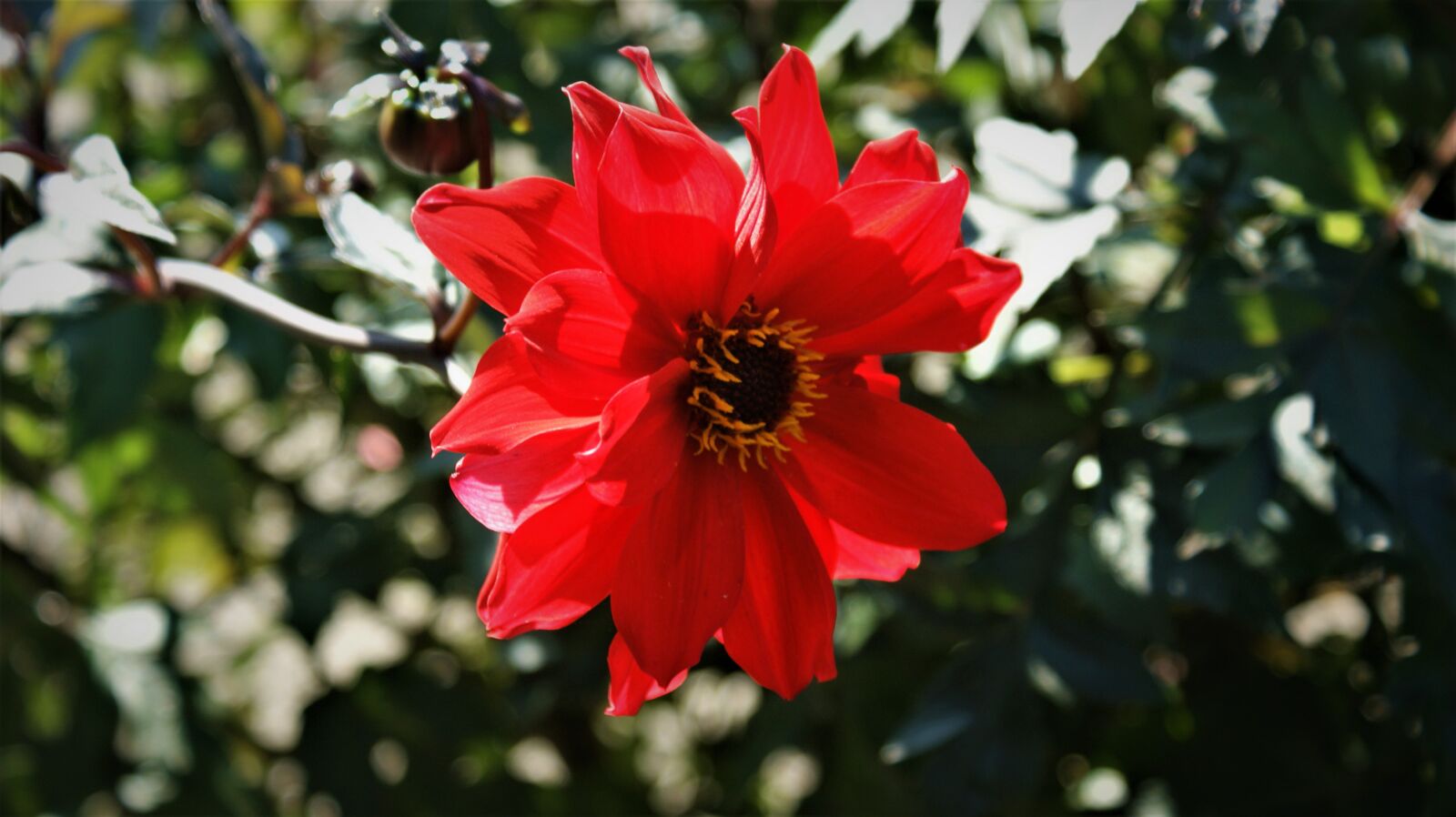 Sony Alpha DSLR-A350 sample photo. Flower, red, garden photography