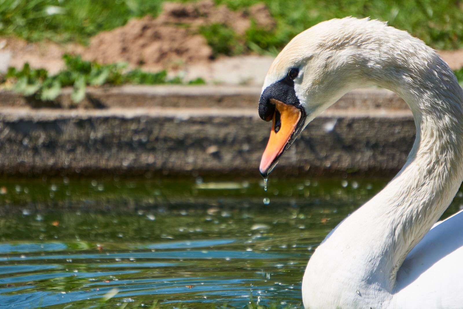 Sony E 55-210mm F4.5-6.3 OSS sample photo. Bird, swan, animal world photography