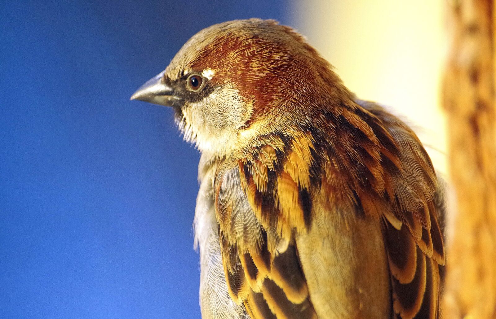 Pentax K-30 sample photo. Sperling, bird, sparrow photography