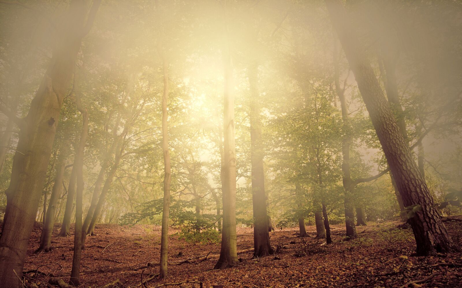 Nikon D5600 sample photo. Fog, lighting, forest photography