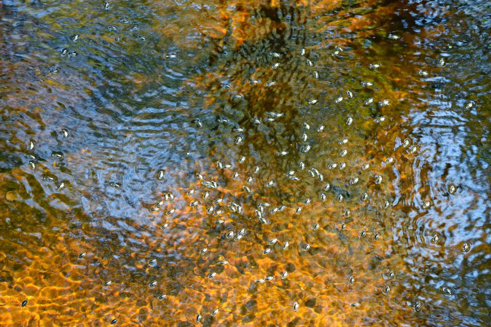 Nikon D3300 sample photo. Whirligig beetles, water, orange photography