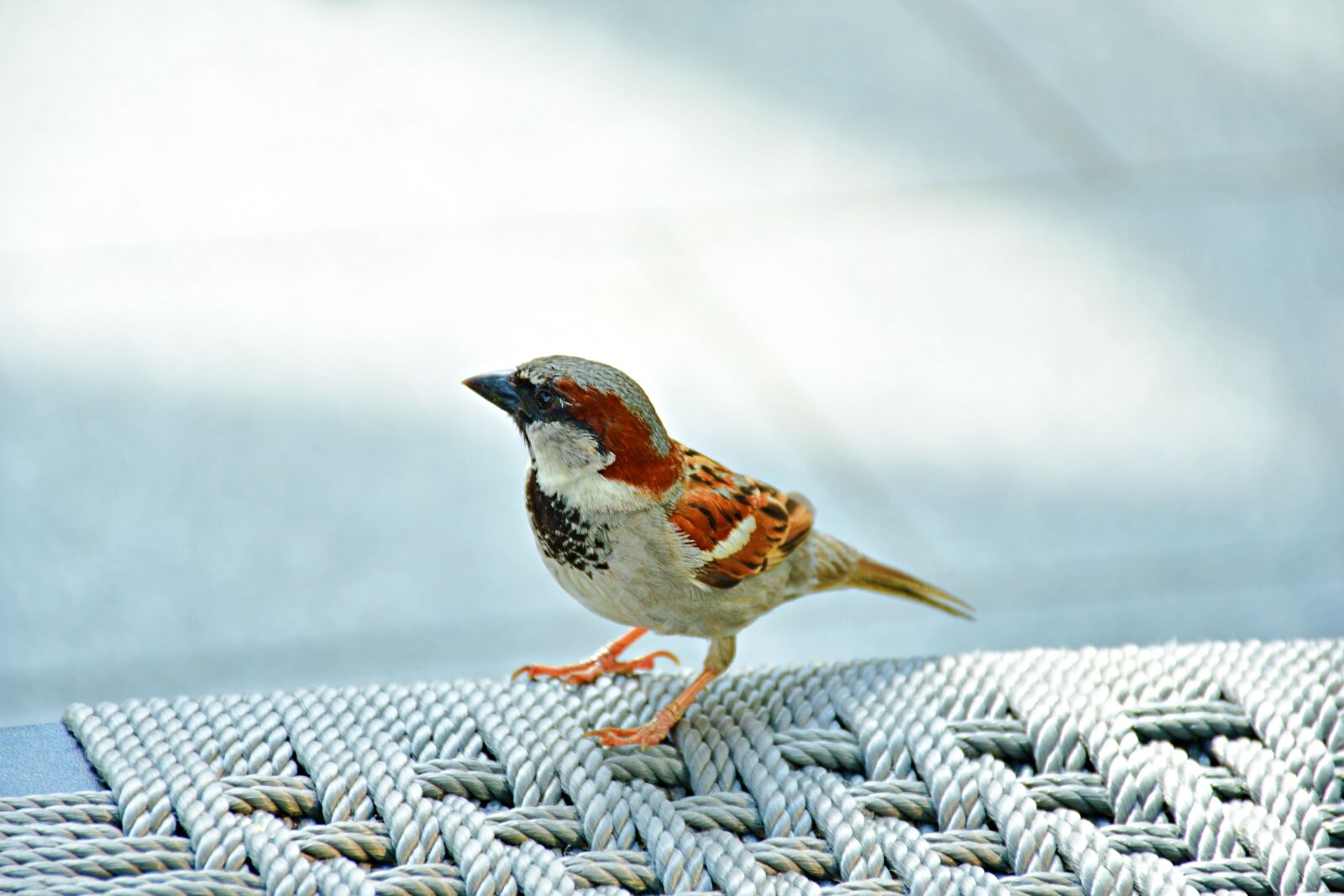 Nikon D7500 sample photo. Bird, animals, sparrow photography