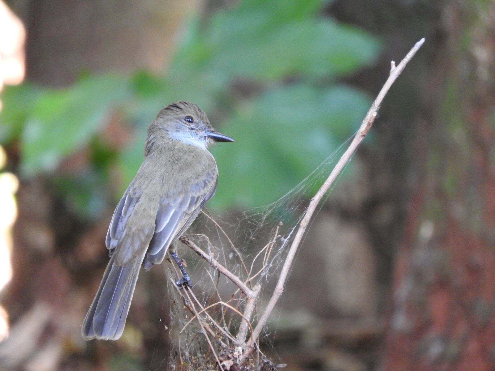 Nikon Coolpix P610 sample photo. Bird, wild, nature photography