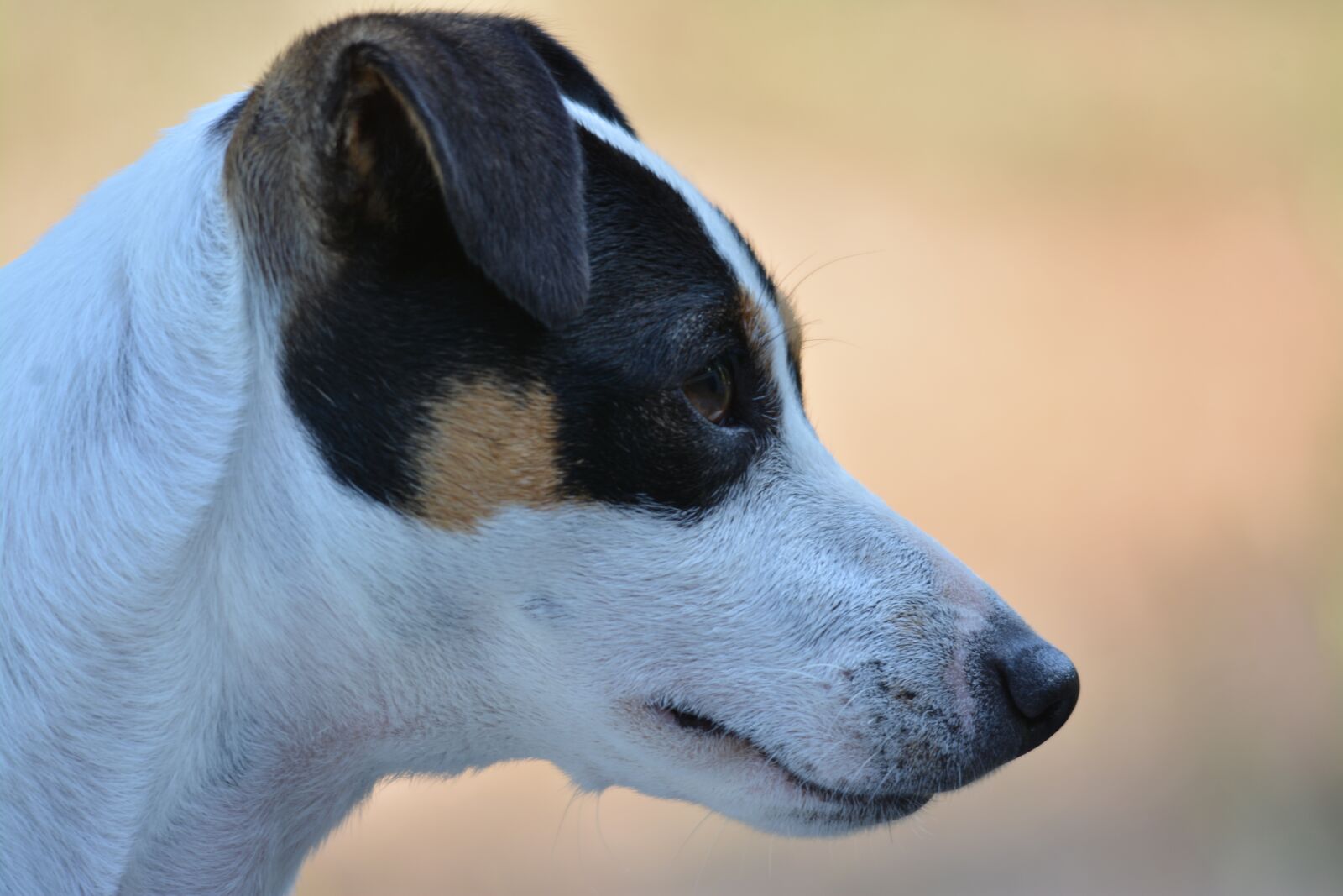 Nikon D7100 sample photo. Jack russel, dog, terrier photography