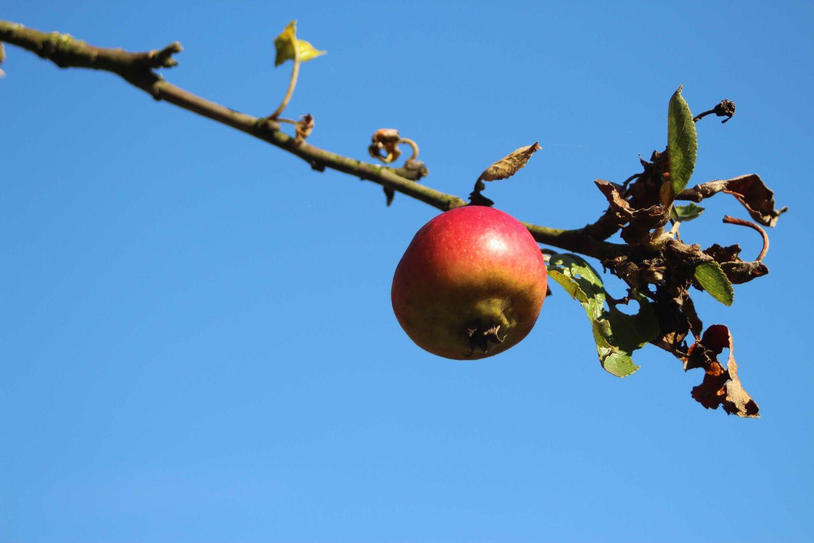 Canon EF 28-80mm f/3.5-5.6 sample photo. Apple, branch, sky photography