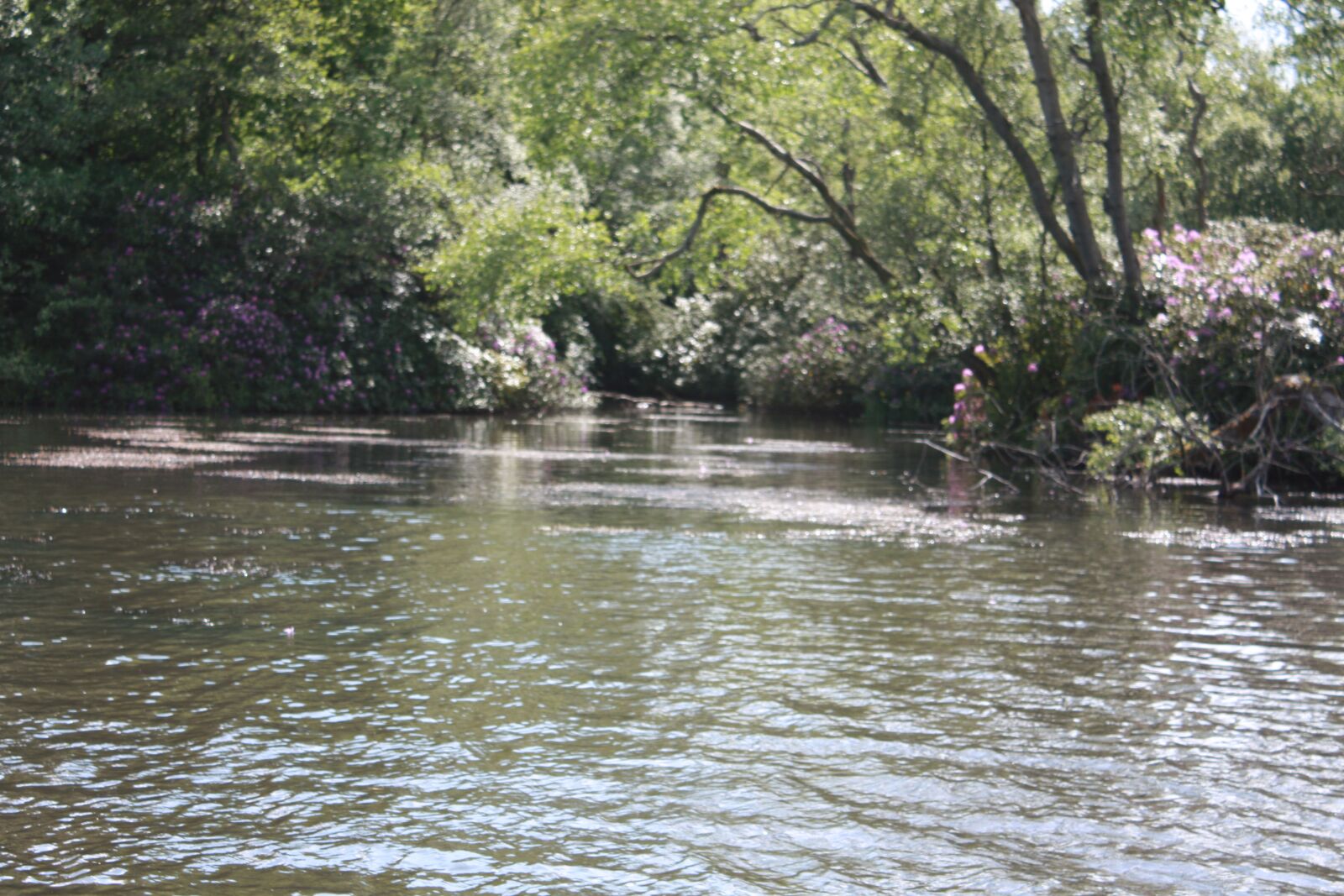 Canon EOS 450D (EOS Rebel XSi / EOS Kiss X2) sample photo. Peace, tranquillity, nature photography