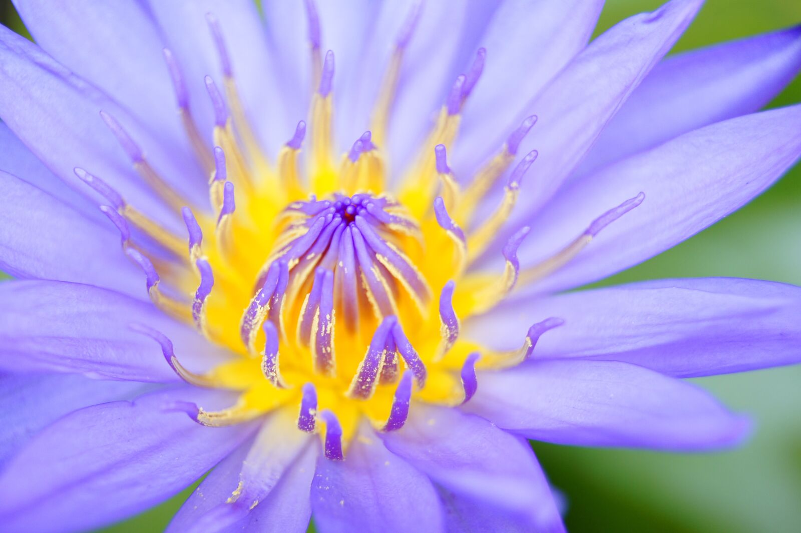 Sony Alpha DSLR-A550 sample photo. Lotus, flower, open photography