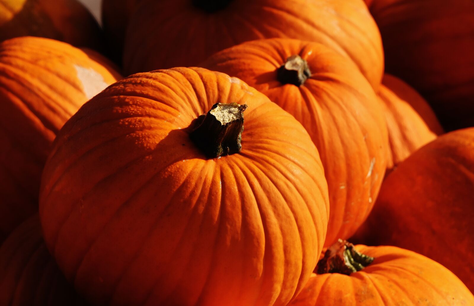Nikon D7200 sample photo. Pumpkins, autumn, autumn decoration photography