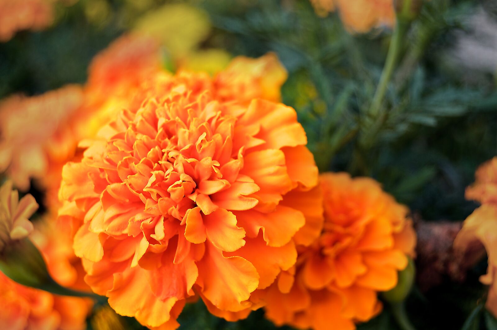 Nikon D3200 sample photo. Flower, blossom, bloom photography