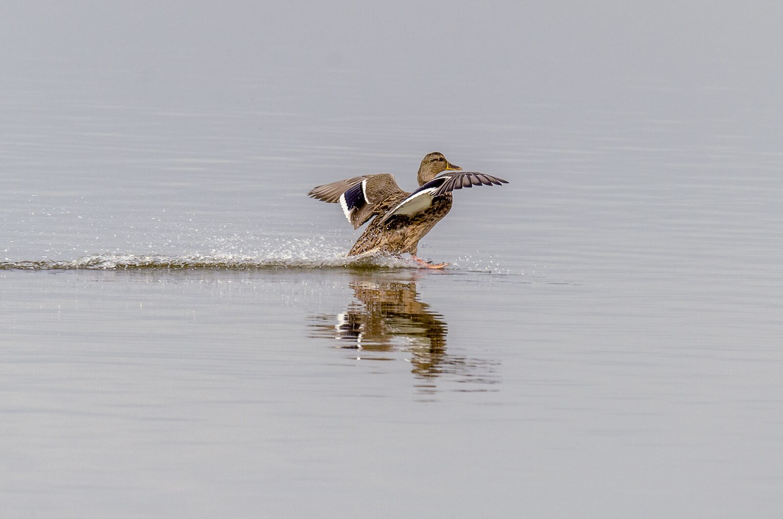 Nikon D7000 sample photo. Duck, nature, gliding photography
