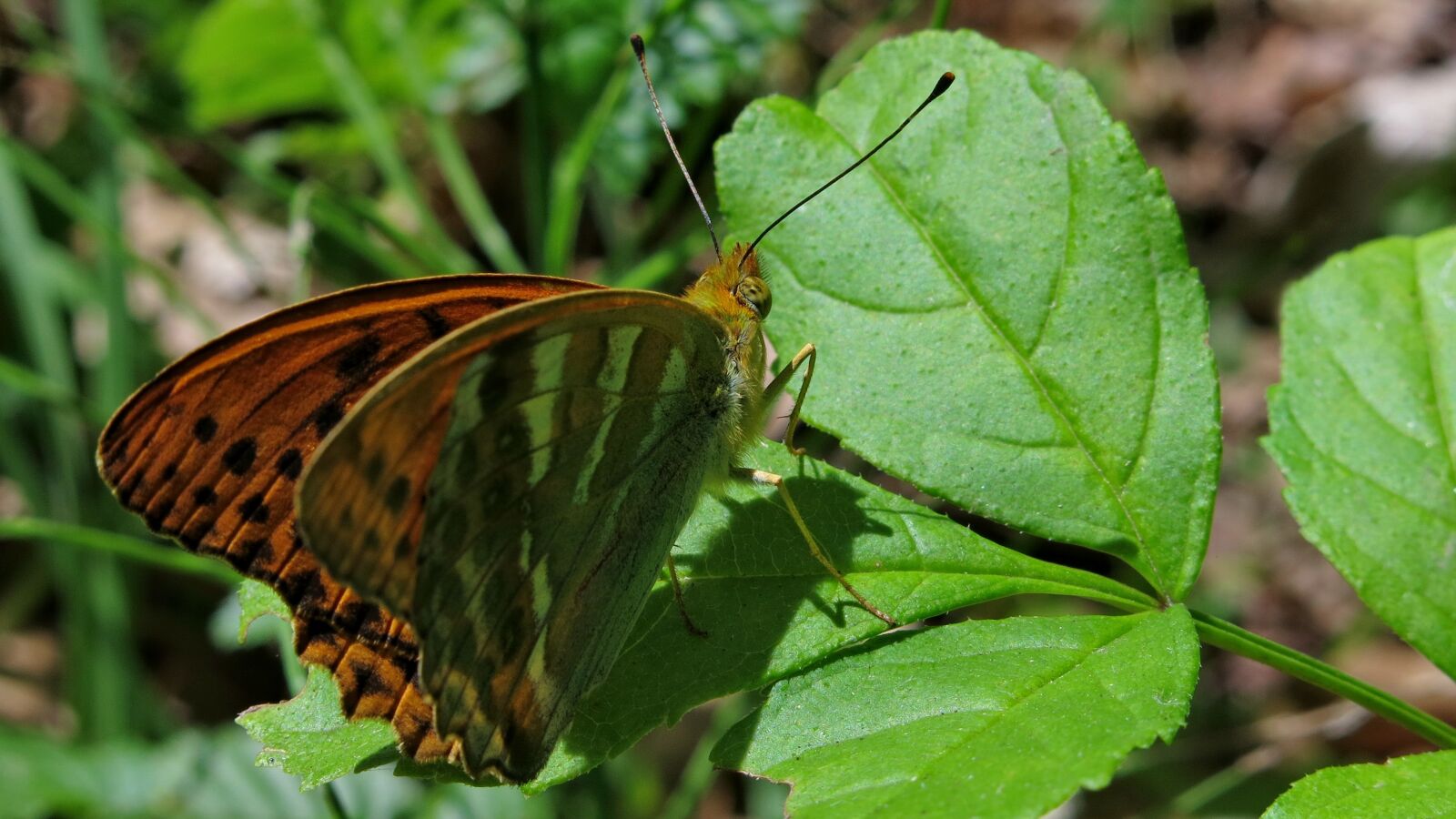 Canon PowerShot G15 sample photo. Butterfly, fritillary, silver line photography