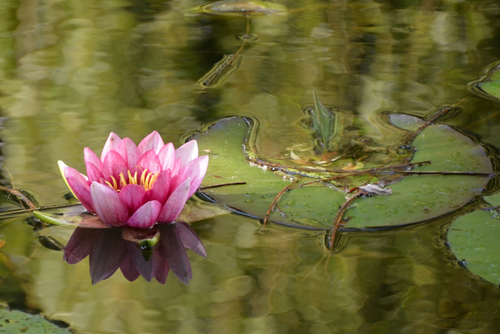 Nikon D5100 sample photo. Water lily, lake, nuphar photography