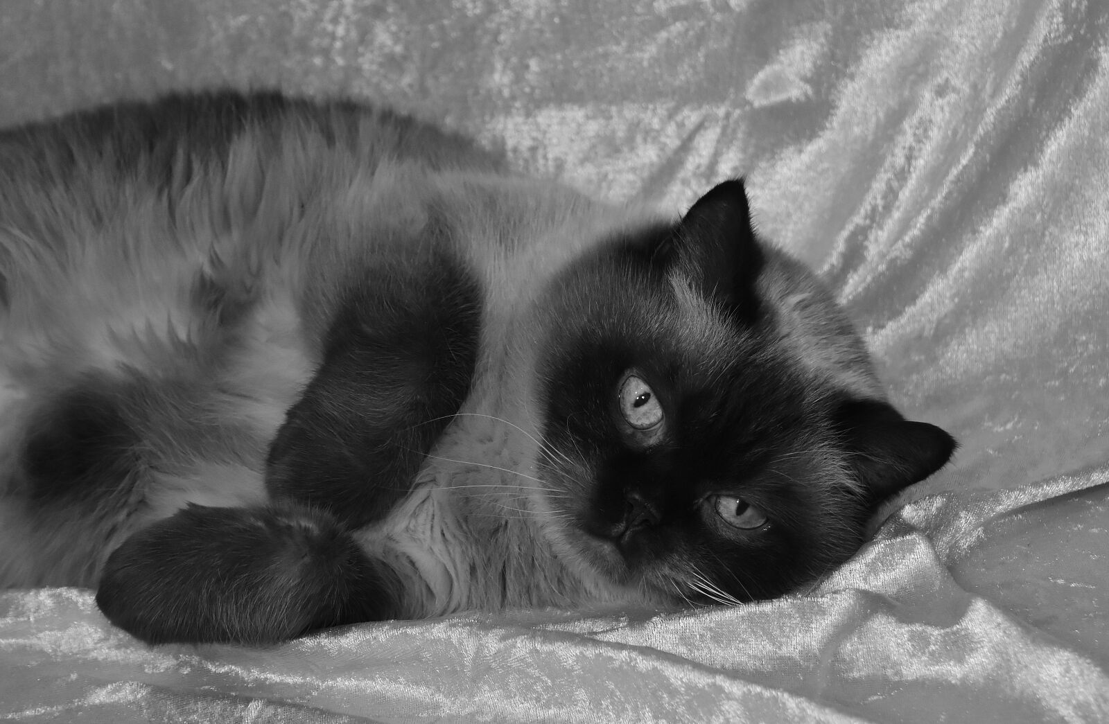 Nikon D7200 sample photo. Cat, british shorthair, thoroughbred photography