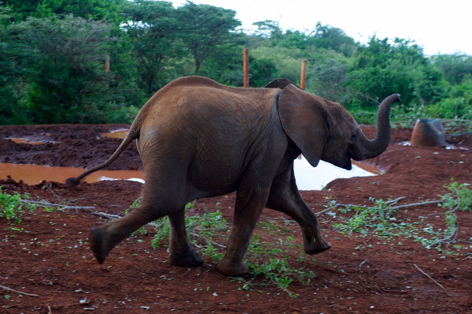 Nikon AF-S Nikkor 28-70mm F2.8 ED-IF sample photo. Baby elephant, wildlife, nature photography