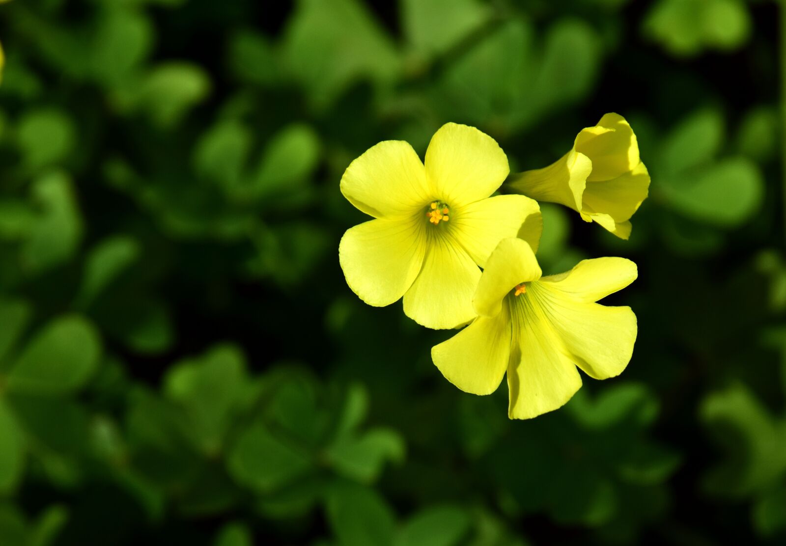 Nikon D3300 sample photo. Blossom, bloom, yellow photography