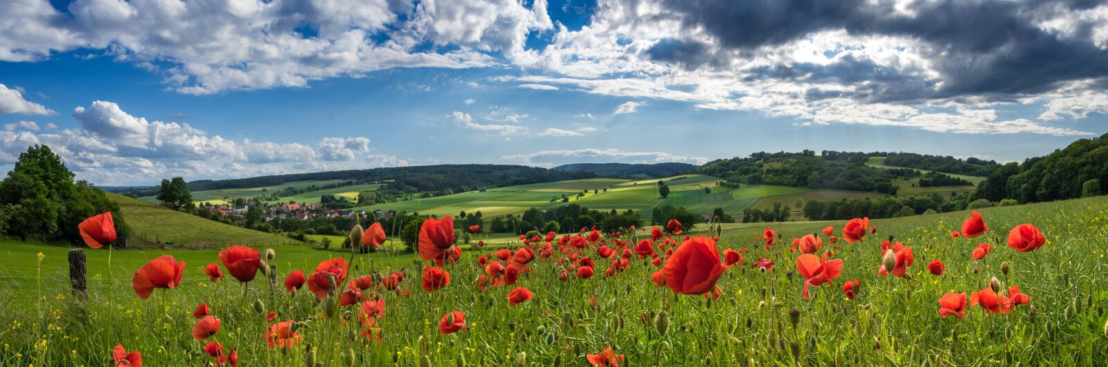 Nikon D5500 sample photo. Landscape, meadow, poppies photography