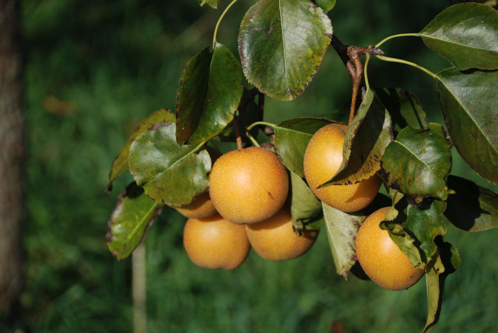 Nikon D80 sample photo. Apple, apples, yellow photography