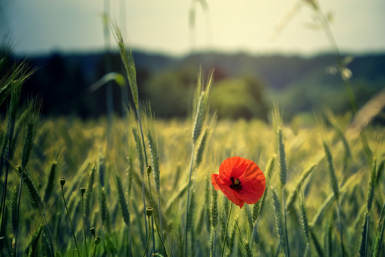 Sony a7 II + Sony FE 24-240mm F3.5-6.3 OSS sample photo. Poppy, flower, field photography