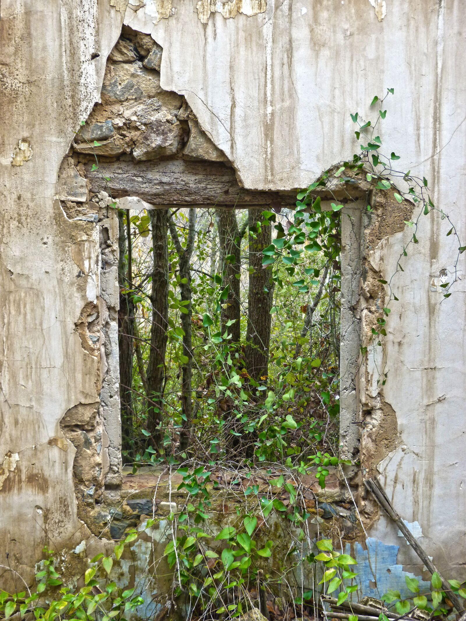 Panasonic DMC-FZ62 sample photo. Window, ruin, abandoned vegetation photography