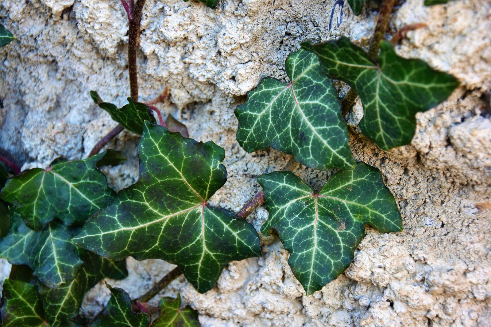 Nikon D5500 sample photo. Plant, nature, foliage photography