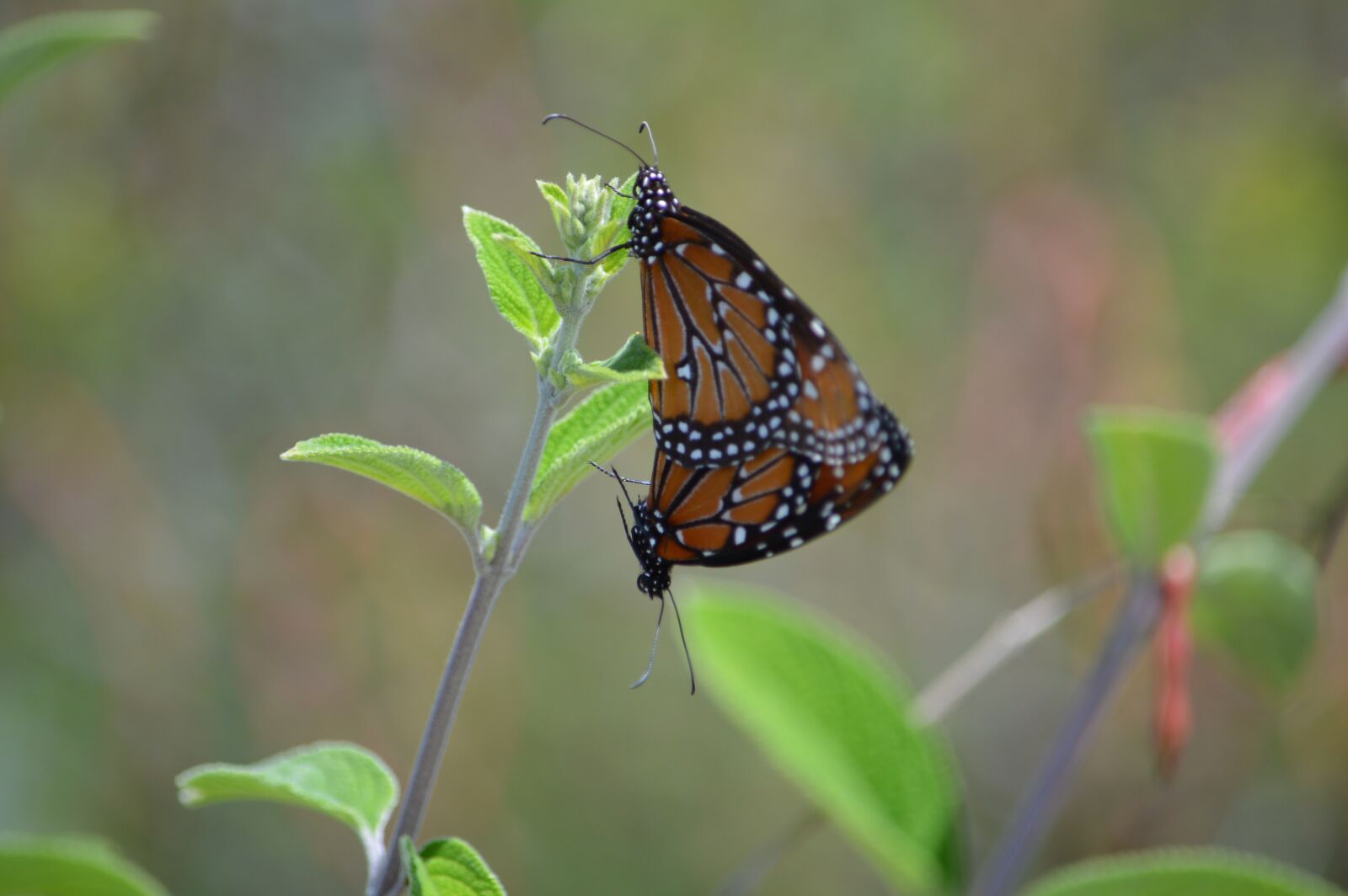 Nikon D3200 sample photo. Butterflies, couple, nature photography