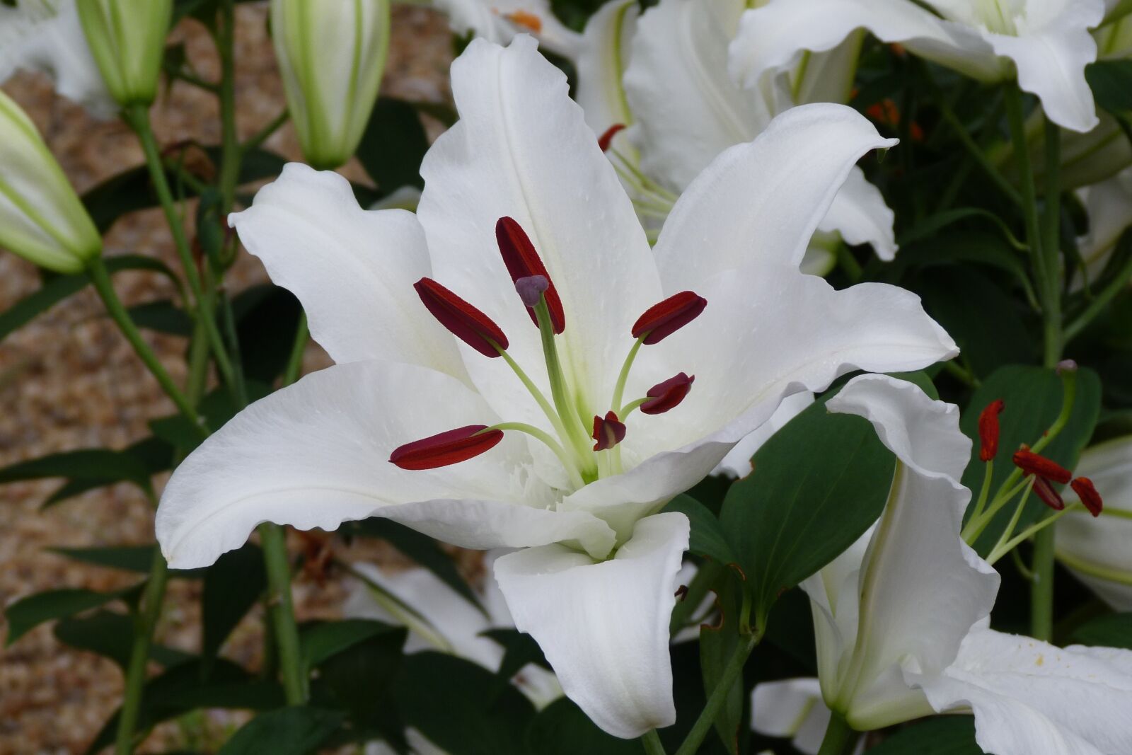 Panasonic Lumix DMC-FZ40 (Lumix DMC-FZ45) sample photo. White, flower, lilly photography