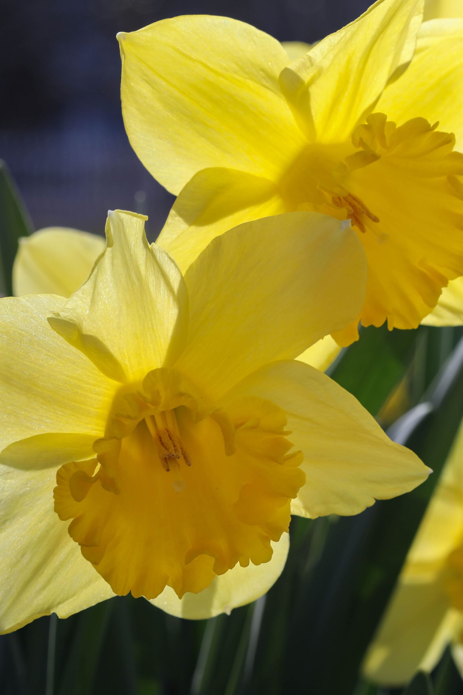 Canon EF 100mm F2.8 Macro USM sample photo. Daffodil, flowers, spring photography