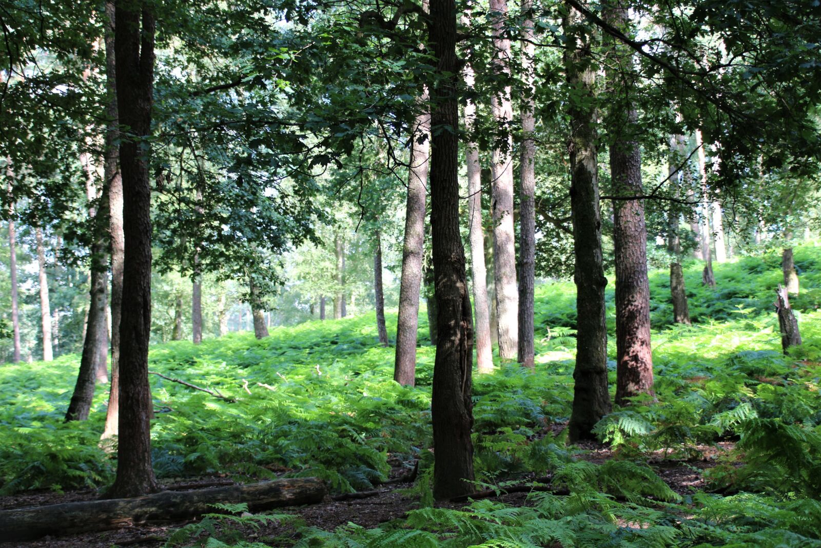 Canon EOS 700D (EOS Rebel T5i / EOS Kiss X7i) sample photo. Forest, rest, nature photography
