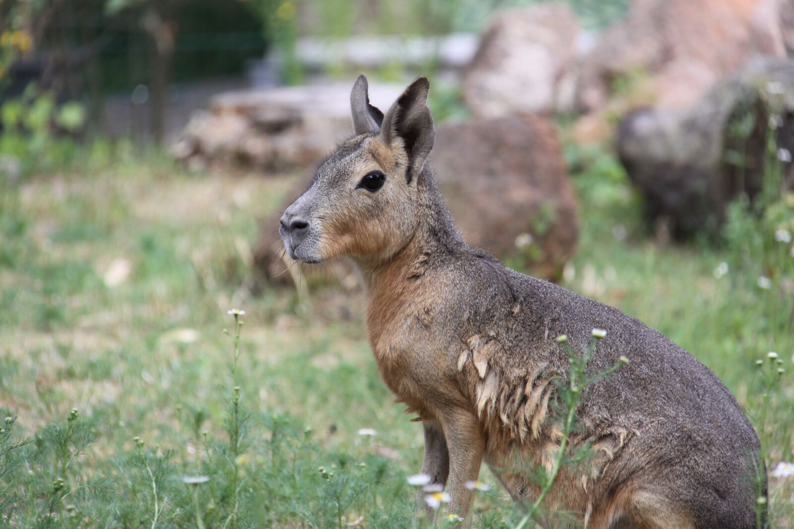 Canon EOS 50D sample photo. Large mara, pampashase, mara photography