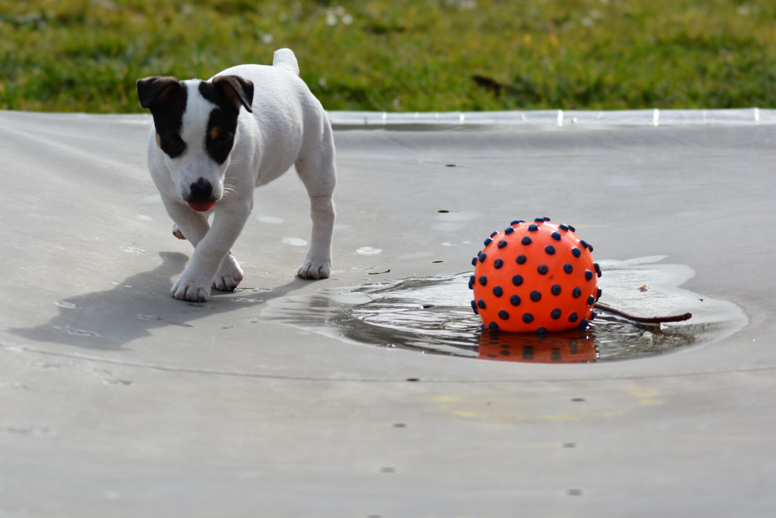 Nikon D7100 sample photo. Jack russel, puppy, language photography