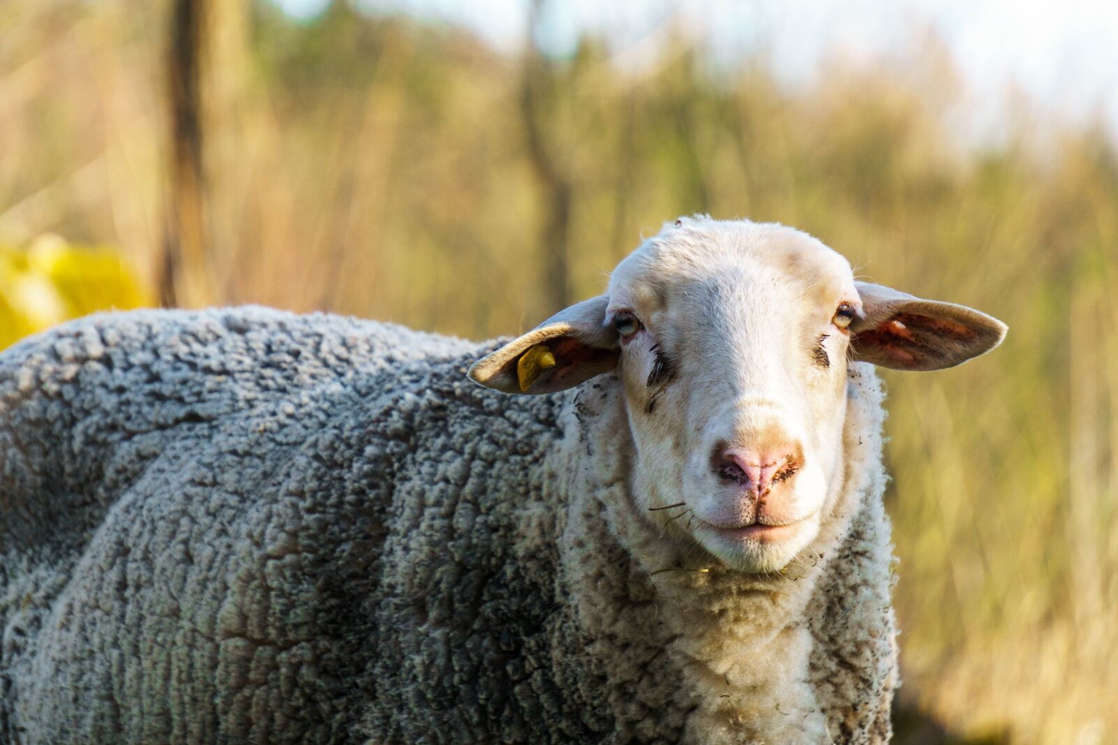 Sony E 55-210mm F4.5-6.3 OSS sample photo. Sheep, sun, animals photography