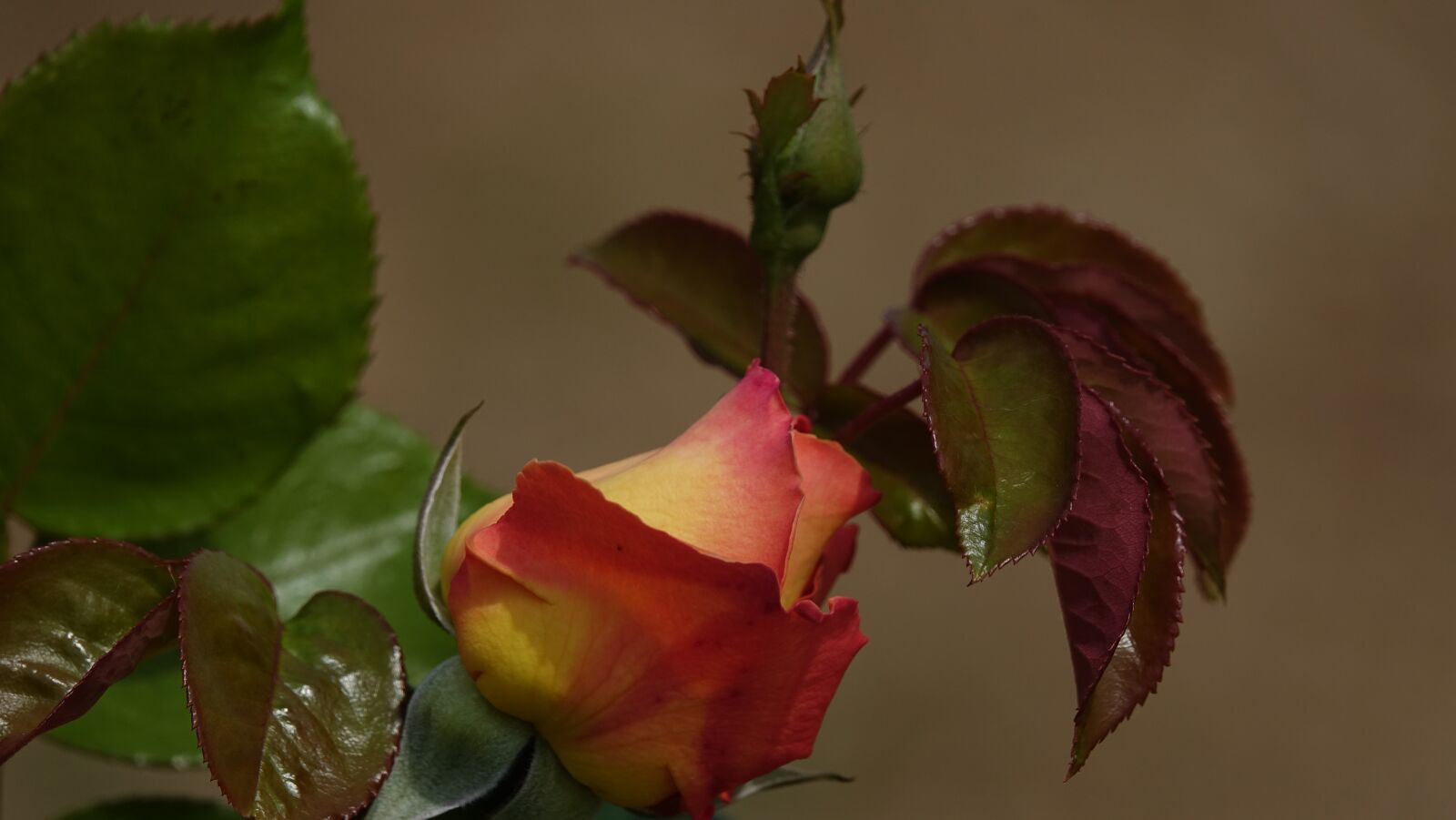 Sony Cyber-shot DSC-RX10 III sample photo. Pink, flower photography