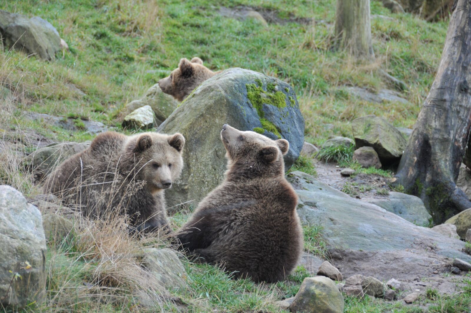 Nikon D300S sample photo. Bear, bear cubs, forest photography