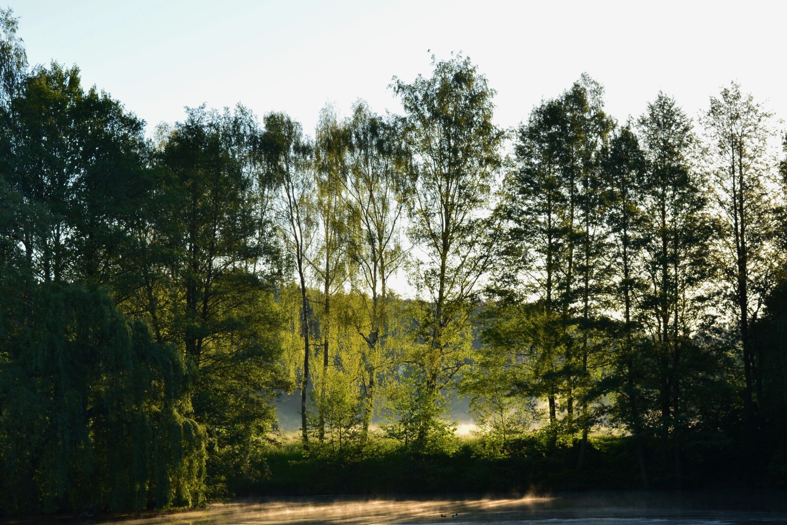Nikon D5200 sample photo. Morning mist, nature, mood photography
