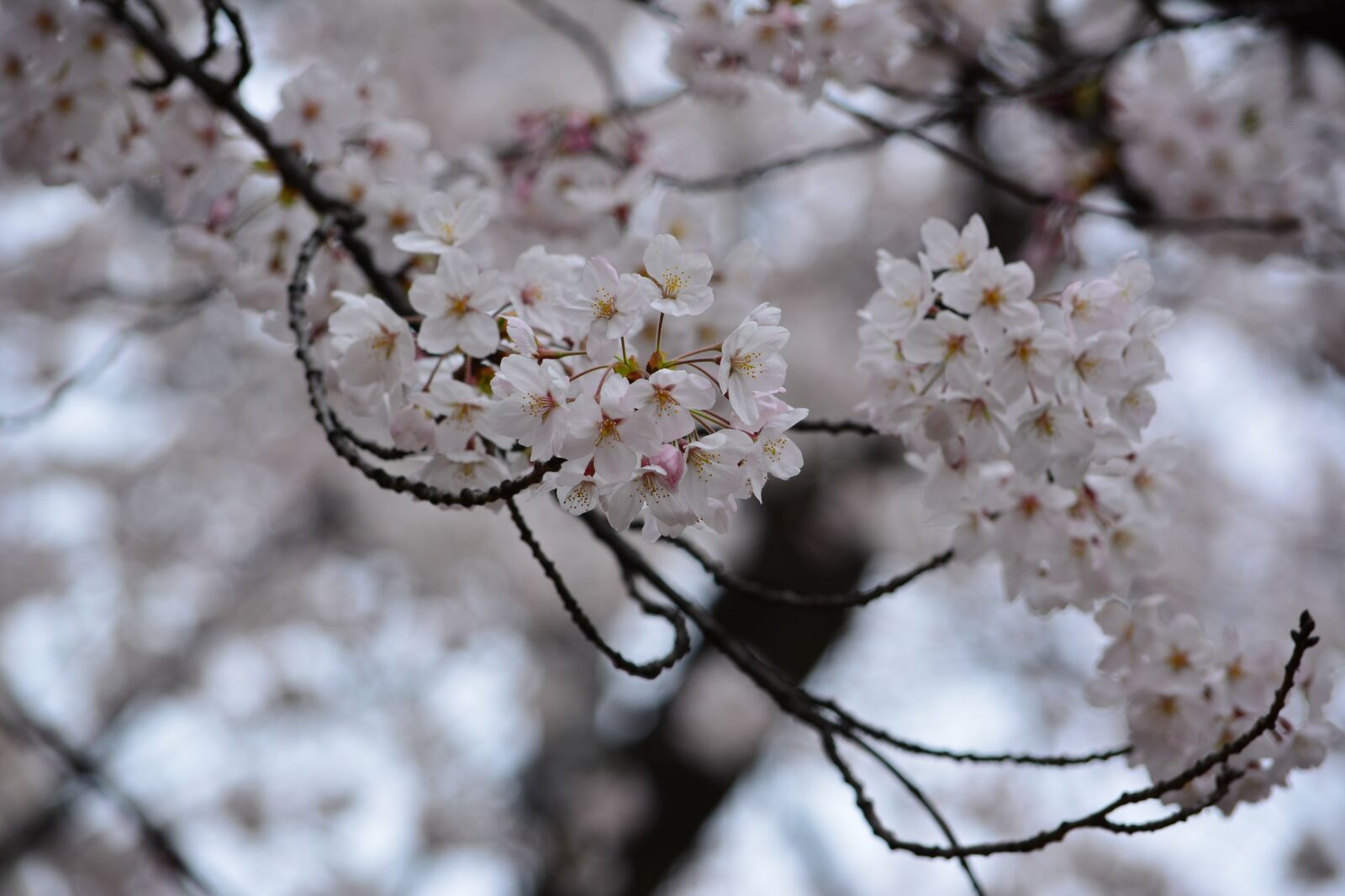 Nikon D5200 sample photo. Japan, cherry blossom, full photography