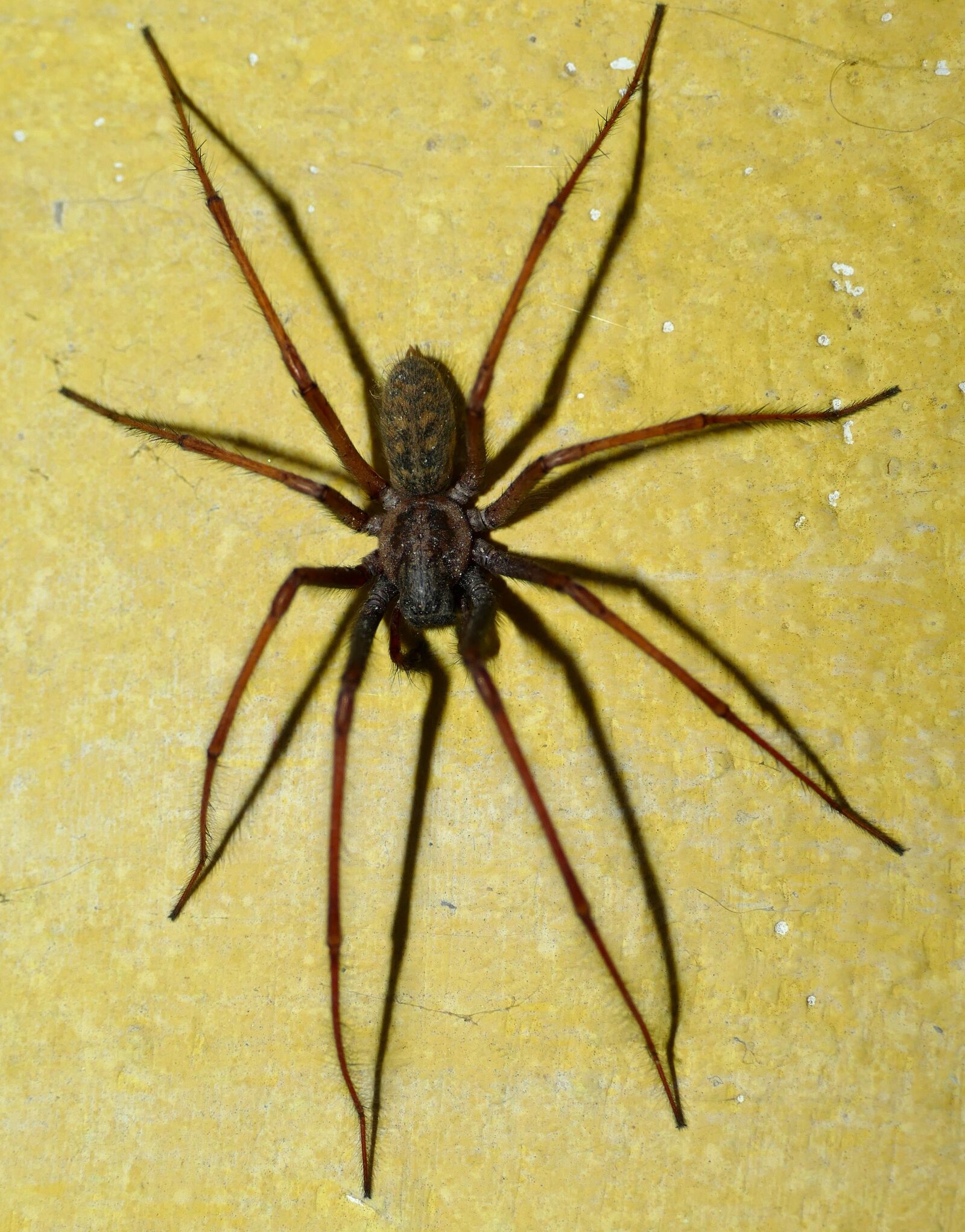 Panasonic Lumix DMC-FZ1000 sample photo. Spider, eight legged, creepy photography