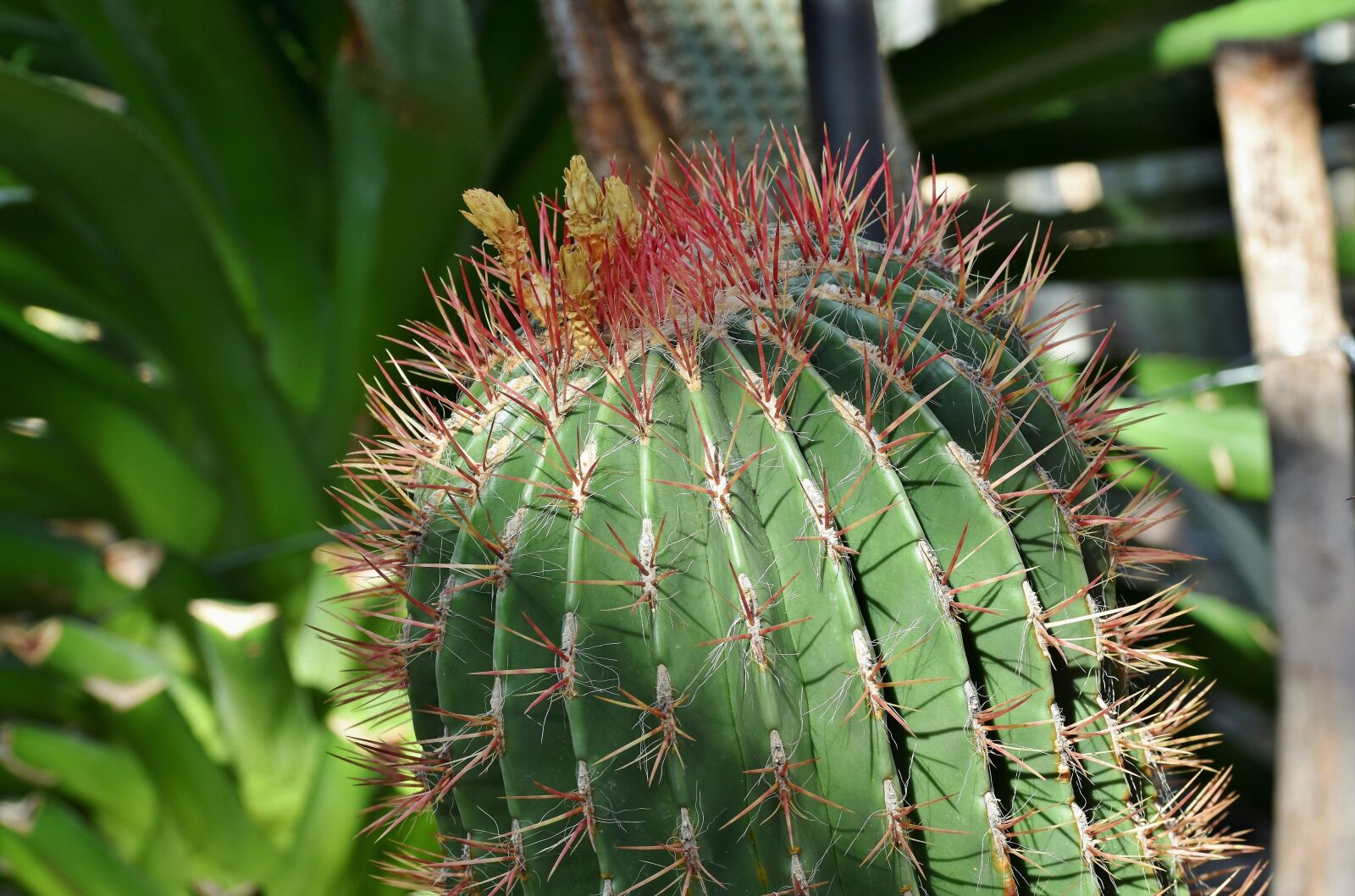 Nikon D7200 sample photo. Cactus, prickly, desert plant photography