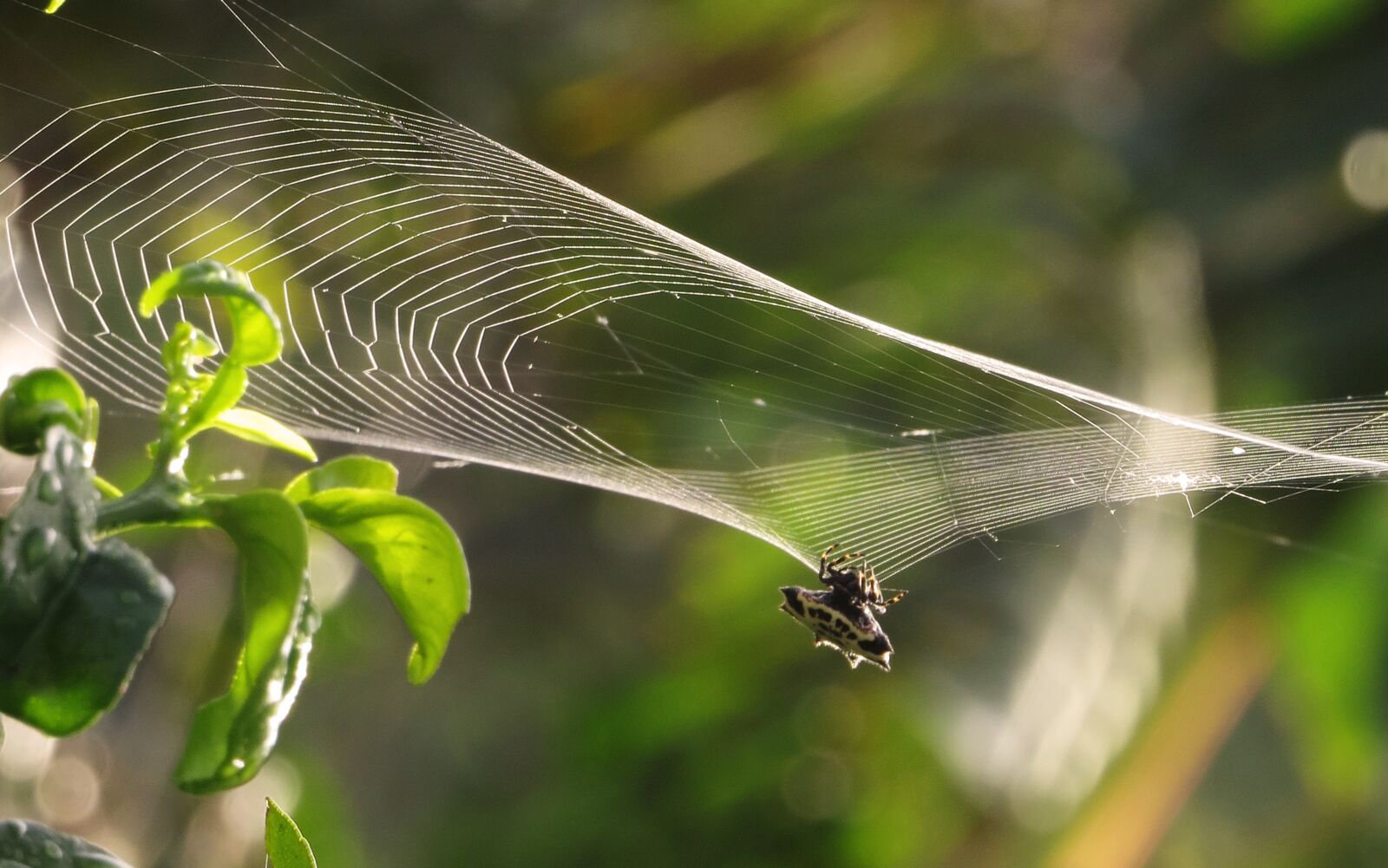 Canon PowerShot SX50 HS sample photo. Macro, spider weaving, web photography